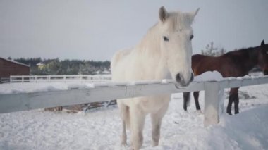 Beyaz ve siyah atlar ve bir çiftlikte açık havada kışın yürüyen küçük bir midilli. At üreme kavramı.