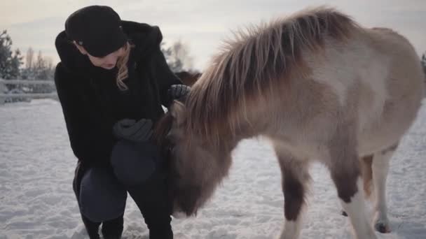 Joven hermosa mujer acaricia bozal adorable pequeño pony en un rancho de cerca. Chica en ropa de abrigo pasa tiempo con el caballo en el paddock de invierno. Concepto de cría de caballos — Vídeos de Stock