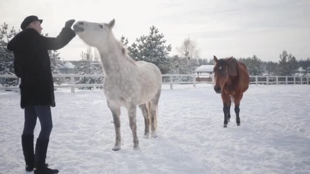 Jonge lachende vrouw lijnen snuit van schattige witte volbloed paard in winter ranch. Bruin paard op de achtergrond. Concept van het fokken van het paard — Stockvideo