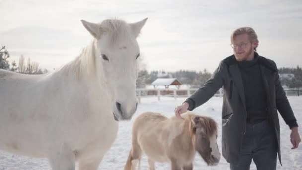 Guapo barbudo con gafas con un abrigo acariciando caballos y pony en un rancho campestre. Caballos caminan al aire libre en invierno . — Vídeos de Stock