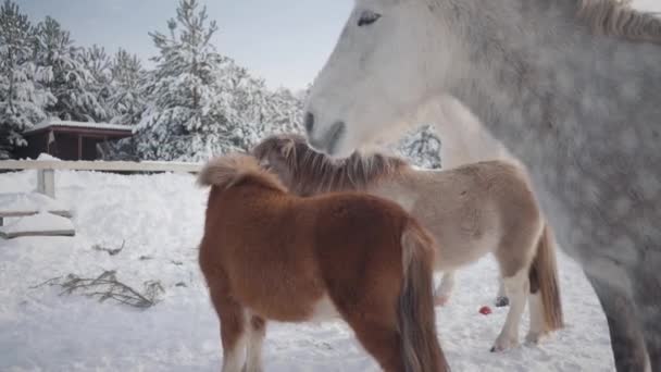 Pferde verschiedener Rassen stehen auf der Winterranch. Zwei kleine Ponys und ein weißes Pferd stehen im Vordergrund des schönen grau gefleckten Pferdes. Konzept der Pferdezucht — Stockvideo