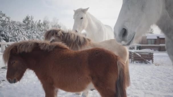 Hermosos caballos y pony de pie en el rancho de invierno. Concepto de cría de caballos — Vídeo de stock