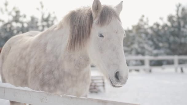 Bedårande vita fullblod häst står bakom staketet i snön på en förorts ranch. Begreppet hästavel. — Stockvideo