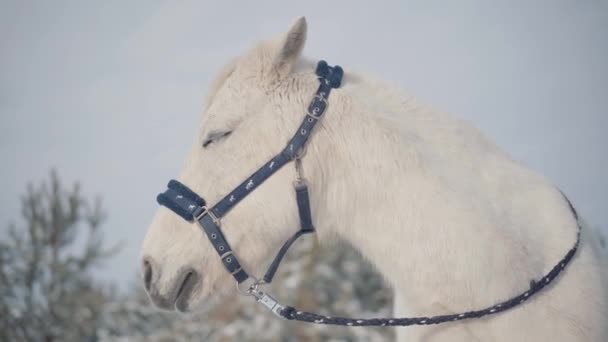 Adorável focinho de um cavalo branco em pé em um rancho rural. Cavalos caminham ao ar livre no inverno . — Vídeo de Stock