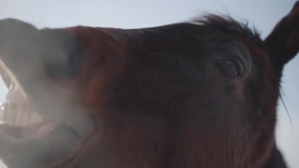 Drôle de cheval brun avec de grandes dents voisines de près. Cheval détail nez, bouche, yeux et narines. Concept d'élevage de chevaux. Jument bâillante gros plan .