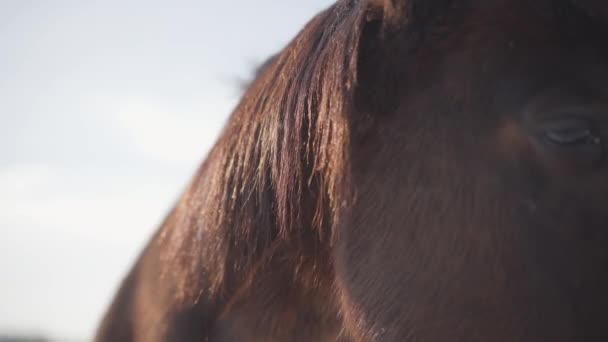 Primer plano del hocico de caballo marrón que respira exhala una nube de vapor al aire libre. Hermoso animal pura sangre. Concepto de cría de caballos — Vídeos de Stock