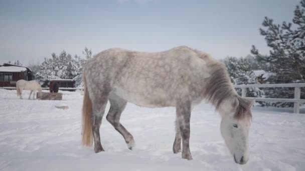 冬の牧場に立っている美しい馬。馬の繁殖の概念。スローモーション. — ストック動画