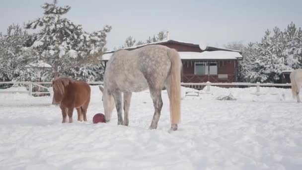 Liten brun ponny och stor vit brokig häst tillbringa tid utomhus på en vinter Ranch. Häst försöker äta röd gummi kula. Kameran rör sig rätt och närmare. Begreppet häst uppfödning — Stockvideo