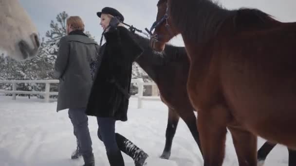 Blondýnka a vysoký muž přední dva hnědé koně na ranči zimní sníh. Jedno tvrdohlavé zvíře zastavil a chce jít dál, ale holka je to chodit. Šťastný pár tráví čas venku na farmě — Stock video