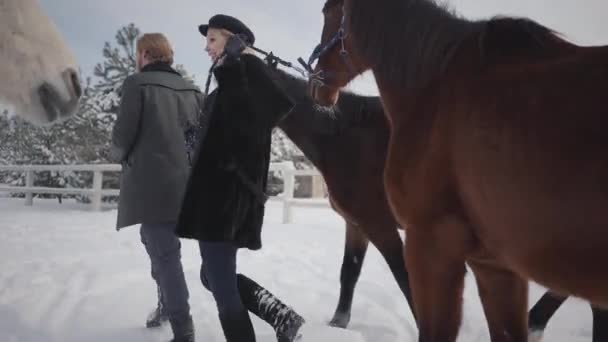 Mulher loira e homem alto liderando dois cavalos castanhos no rancho de inverno de neve. Um animal teimoso parou e quer ir mais longe, mas a garota o faz andar. casal feliz passar o tempo ao ar livre na fazenda — Vídeo de Stock