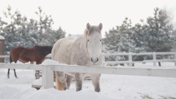 Όμορφη αξιολάτρευτο λευκό καθαρόαιμο άλογο στέκεται πίσω από το φράχτη στο χιόνι στο ένα προαστιακό αγρόκτημα. Έννοια της αναπαραγωγής αλόγων. — Αρχείο Βίντεο