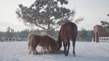 İki sevimli midilli ve bir büyük at yeme saman kış Ranch'te kahverengi. Arkasından Fance silah, kamera aşağı taşır. At üreme kavramı