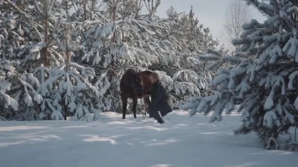 一个年轻人带着一匹马走在户外的背景下, 白雪覆盖的圣诞树和松树。这家伙在冬天的天气里在乡村牧场上骑马. — 图库视频影像