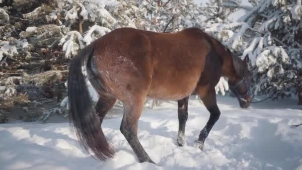 馬は雪の上に落ちる。馬の所有者は手綱を近くに立っています。. — ストック動画