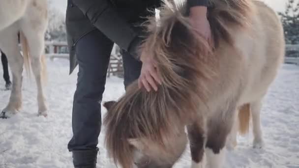 Hombre no reconocido acaricia bozal adorable pequeño pony en un rancho de cerca. Concepto de cría de caballos — Vídeo de stock