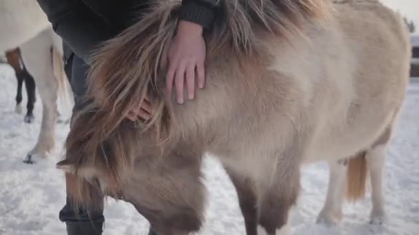 El hombre acaricia bozal adorable pequeño pony en un rancho de cerca. Concepto de cría de caballos. Movimiento lento . — Vídeos de Stock