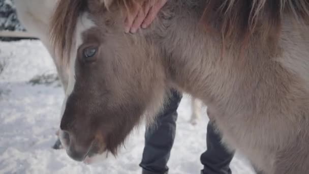Hombre no reconocido acaricia bozal adorable pequeño pony en un rancho de cerca. Concepto de cría de caballos — Vídeos de Stock
