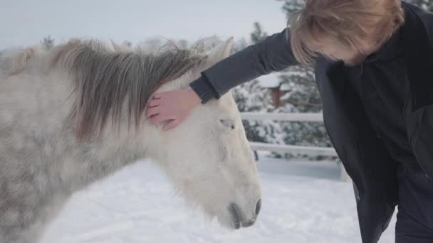 メガネのひげを生やした男は冬の季節の国の牧場で美しい白い馬をストロークします。スローモーション. — ストック動画