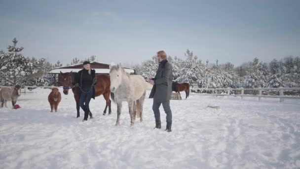 Coppia di passeggiate con cavalli all'aperto in un ranch di campagna in inverno. Uomo e donna che guidano cavalli . — Video Stock