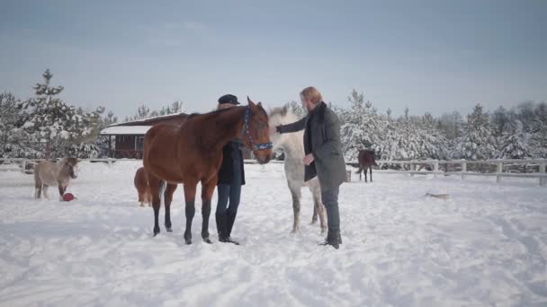 这个男孩和女孩在冬天的一个乡村牧场上抚摸着马。一对年轻夫妇带着马走在户外的农场上。慢动作. — 图库视频影像