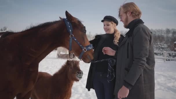 Парень и девушка гладят очаровательную лошадь на деревенском ранчо в зимний сезон. Молодая пара гуляет по ферме с лошадьми. Пони донимает девушку. Медленное движение . — стоковое видео