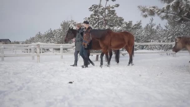 Pareja joven liderando dos caballos marrones hablando en el rancho de invierno de nieve. Feliz pareja positiva pasar tiempo al aire libre en la granja. Concepto de cría de caballos. Movimiento lento . — Vídeo de stock