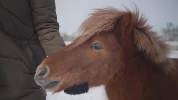 Unrecognized woman strokes muzzle adorable small pony at a ranch close up. Girl in warm clothing spends time with horse in the winter paddock. Concept of horse breeding — Stock Video