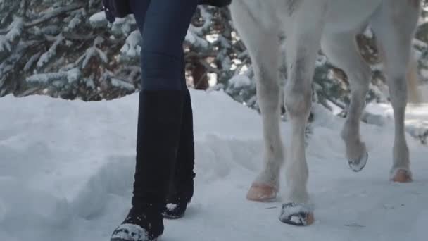 認識できない女の子の足は冬パスの白い馬で歩きます。若い女性は彼女の馬をリードします。若い肯定的な農民は、屋外の時間を費やしています。馬育成のコンセプトです。スローモーション — ストック動画