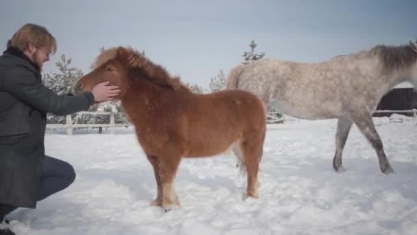 El hombre acaricia bozal adorable pequeño pony en un rancho de cerca. Concepto de cría de caballos. Movimiento lento . — Vídeo de stock