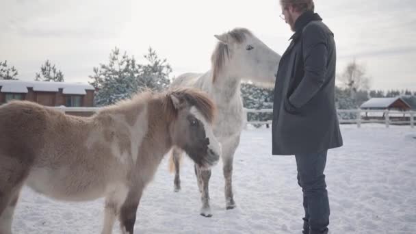 Knappe bebaarde man met bril lijnen een mooi wit paard op een ranch in het winterseizoen. Slow motion. — Stockvideo