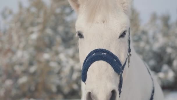 Κοντινό πλάνο αξιολάτρευτο ρύγχος του ένα άσπρο άλογο να στέκεται σε μια χώρα ράντσο. Άλογα με τα πόδια σε εξωτερικούς χώρους το χειμώνα. — Αρχείο Βίντεο