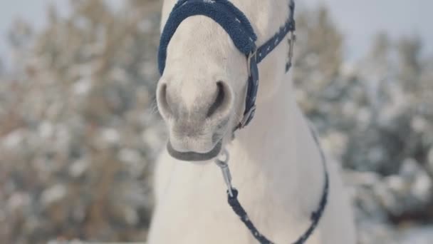 国の牧場で白い馬の愛らしい銃口を閉じます。馬は、冬に外を歩けば。面白い馬が舌を示しています. — ストック動画