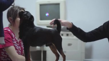 Préparation De Chirurgie Chien Vidéo Belish 94415754