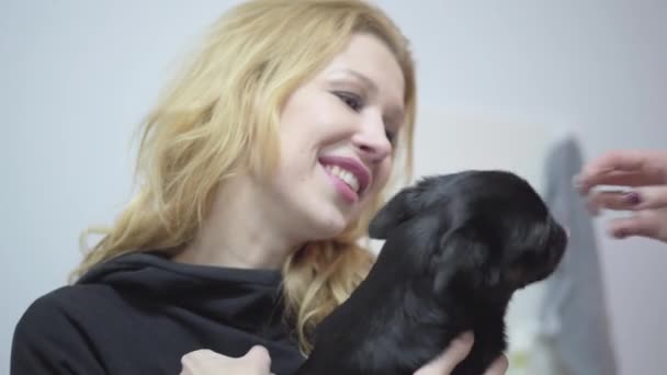 Portrait of woman hands holding small dog pug on hands while woman hands feeding him close up. Animal treatment concept. Cute hungry dog — Stock Video