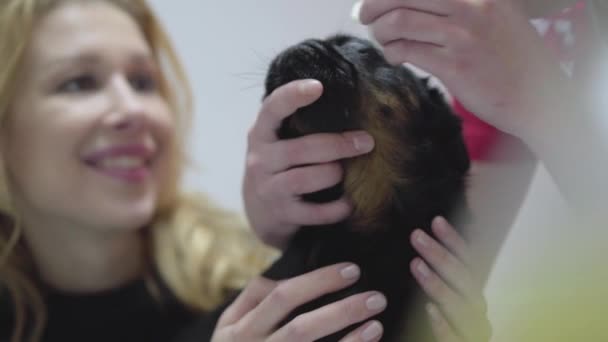 Mujer rubia sosteniendo la cabeza de su pequeño pug negro mientras las manos de la enfermera limpian sus ojos. Concepto de tratamiento animal. El perrito está enfermo. Cuidado de mascotas en veterinario — Vídeos de Stock