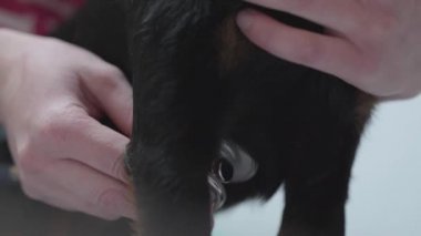 Tanınmayan veteriner kalp atan küçük köpek stetoskop kullanarak kontrol eller yakın çekim. Hayvan tedavi kavramı