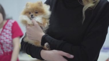 Küçük köpek pomeranian spitz hayvan hastalıklarıyla ilgili klinik onların dönüş için bekleyen holding kadın eller kapatın. Mevsimlik kadın şekil içinde belgili tanımlık geçmiş. Hayvan tedavi kavramı. Camra sola taşır