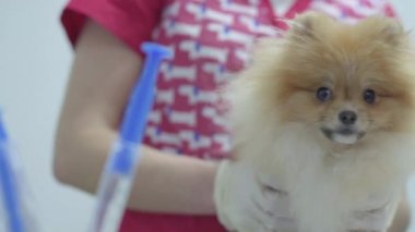 Tanınmayan hemşire şırınga aşı küçük tüylü köpek pomeranian spitz için seçtiğiniz renkli tıbbi elbise eller. Hayvan tedavi kavramı