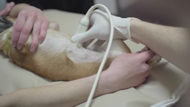 Geburtshelfer setzt Schallwandler für Ultraschall ein. Sonogramm Bauch des Hundes aus nächster Nähe. — Stockvideo