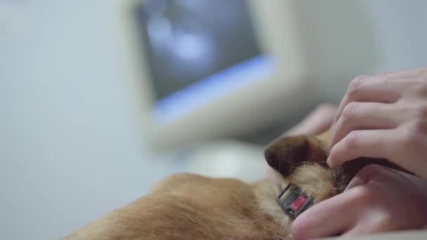 La mano femenina acaricia a un perro acostado sobre la mesa en una clínica veterinaria. De cerca. . — Vídeos de Stock