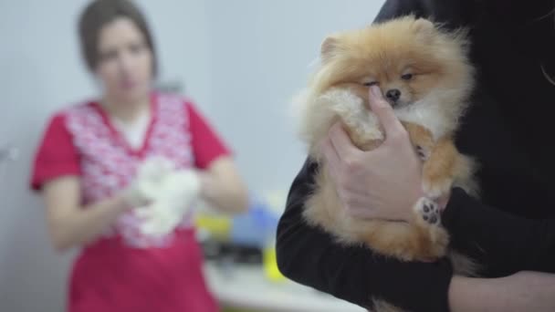 Kvinna händer som håller små hund pomeranian spitz väntar på läkarundersökning i veterinärklinik närbild. Blured veterinär sätta på gummihandskar i bakgrunden. Behandling av djur — Stockvideo
