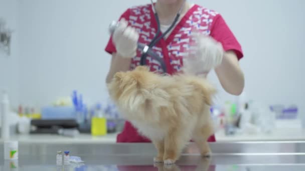 Eine bis zur Unkenntlichkeit verkleidete Krankenschwester im bunten Arztkittel überprüft mit einem Stethoskop den Herzschlag des kleinen Hundes Pommernspitz. Tierbehandlungskonzept. Kamera bewegt sich nach rechts — Stockvideo