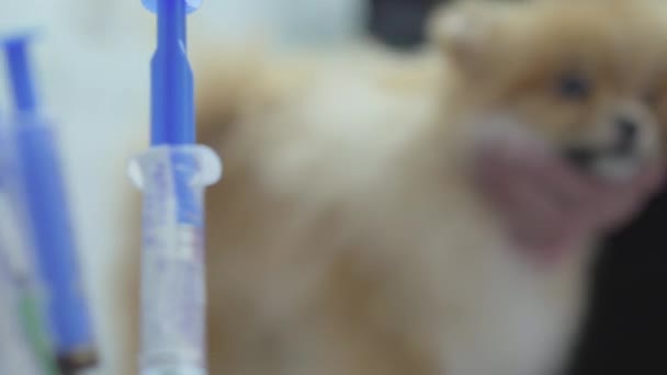 Syringes are in the foreground close up. Woman hands caressing small cute fluffy dog pomeranian spitz in the background. Animal treatment concept. Camera moves right. Focus changing — Stock Video