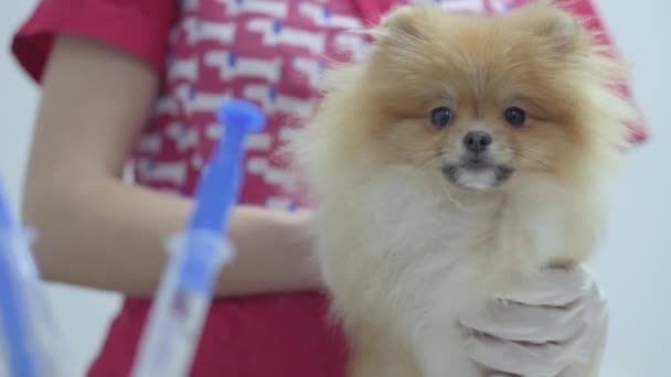 Hands of unrecognizable vet in colorful medical coat holding small fluffy dog pomeranian spitz in the background of syringe for vaccination. Animal treatment — Stock Video