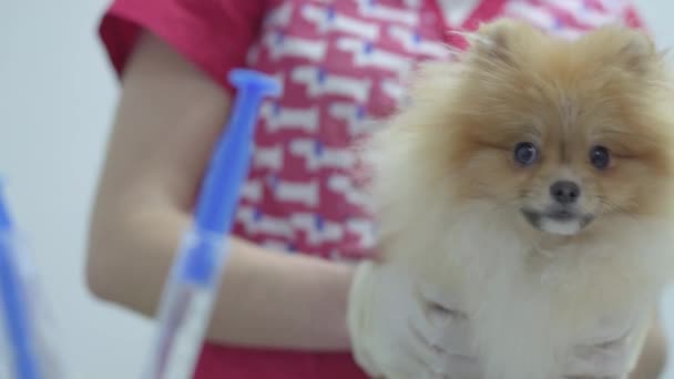 Händerna på oigenkännlig sjuksköterska i färgglada medicinsk klänning att välja spruta för vaccination liten fluffig hund pomeranian spitz. Behandling av djur koncept — Stockvideo