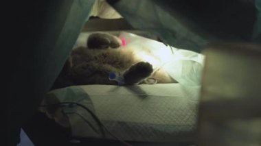 Gri kedi yalanlar ameliyat masasının üzerine kapatın. Modern hayvan hastalıklarıyla ilgili klinik hayvan işlemi yapma eldiven iki yetenekli doktor eller. Evde beslenen hayvan kaygı, hayvan hastalıklarıyla ilgili. Hayvan tedavi