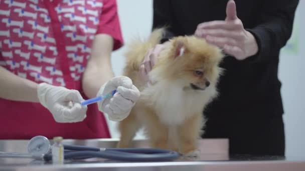 Nyonya tak dikenal membelai anjingnya di resepsi di dokter hewan di resepsi di klinik dokter hewan. Dokter hewan mengisi jarum suntik dengan vaksin. . — Stok Video