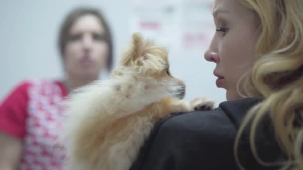 Блондинка держит маленькую померанскую шпильку, которая боится сделать прививку в ветеринарной клинике крупным планом. Размытая фигура медсестры на заднем плане, меняется фокус. Концепция лечения животных — стоковое видео
