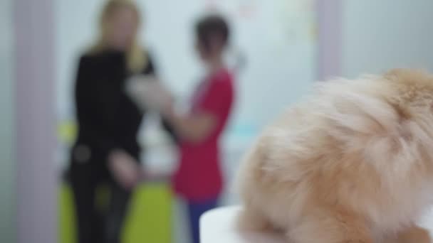 Pequeño perro peludo spitz pomeraniano en la clínica veterinaria de cerca. Dos figuras borrosas de mujeres parlantes en el fondo. Concepto de tratamiento animal. Cámara se mueve derecha — Vídeos de Stock