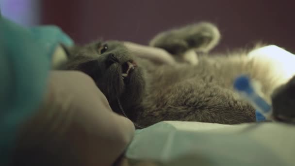 Grå katt förbereder sig för att manövreras under narkos närbild. Läkare händerna kontrollera skick av djur. Sällskapsdjur bekymmer på veterinär. Behandling av djur koncept — Stockvideo